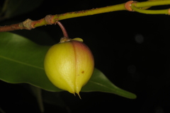 Agasthiyamalaia pauciflora